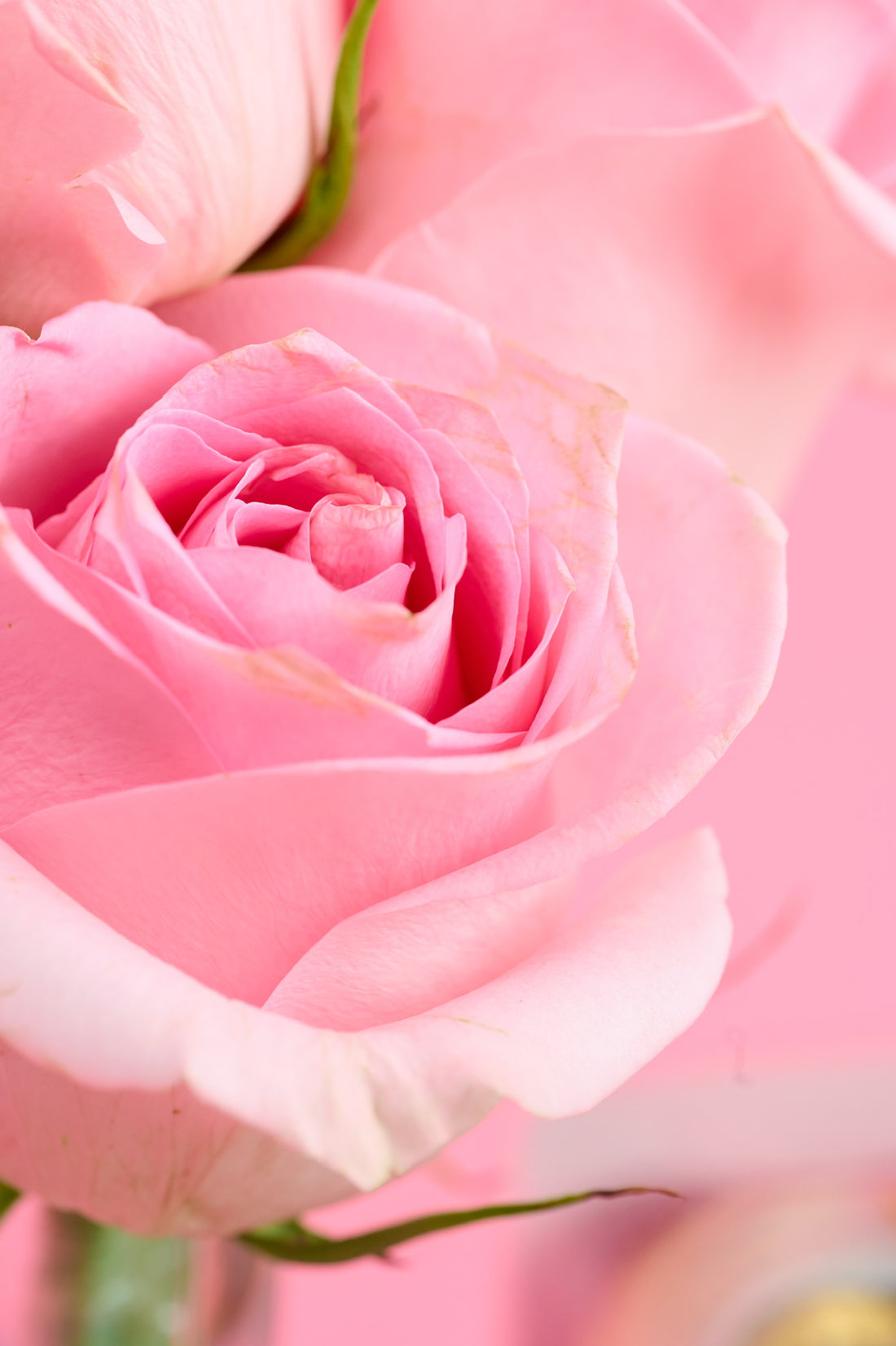 Pink Crown Roses – Arreglo Floral Signature 5,900